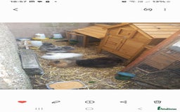 Chickens poultry for sale: JOB LOT COOP, 3 SILKIE HENS+ALL ACCESSORIES  in Colwyn Bay - Image 13