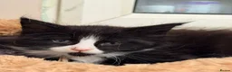 Maine Coon cats for sale: 6 Beautiful pedigree TICA reg Maine Coon kittens - Advert 15