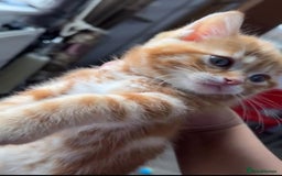 Mixed Breed cats for sale: Tabby kitten - Image 8