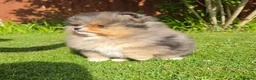 Pomeranian dogs for sale: Stunning Rare Merle Pomeranian - Advert 14