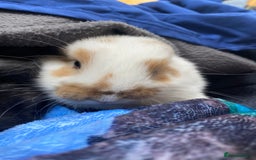 Mini Lop rabbits for sale: Mini lop for sale - Image 7