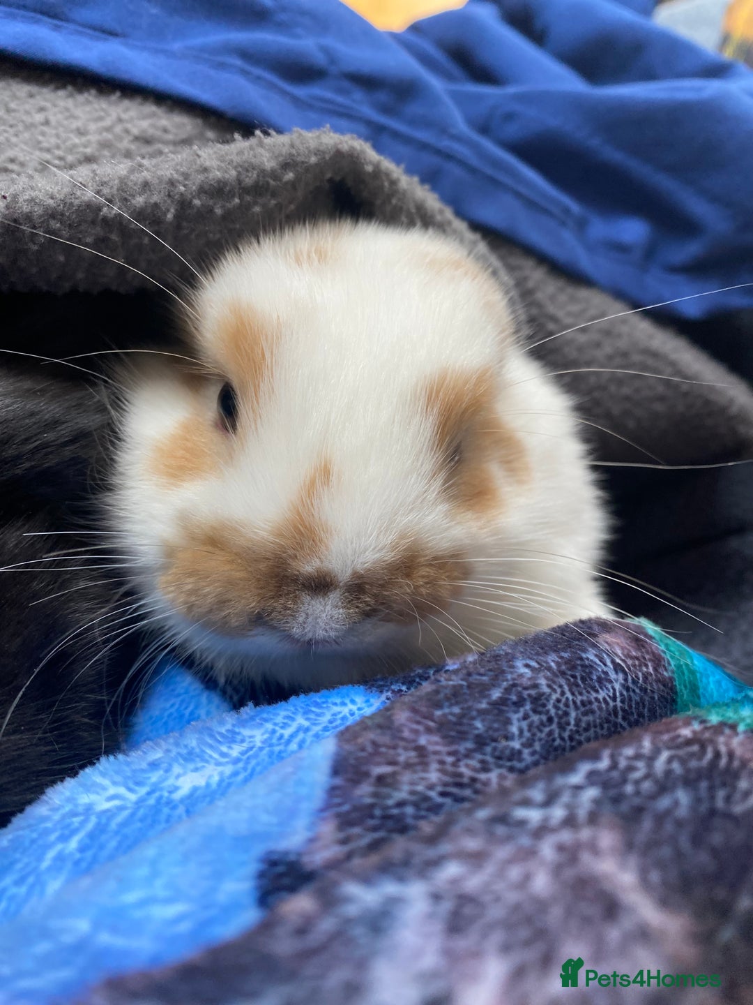 Mini Lop rabbits for sale: Mini lop for sale - Image 7