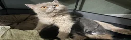 British Longhair cats for sale: Beautiful British Kittens 🐾  in Christchurch - Advert 4