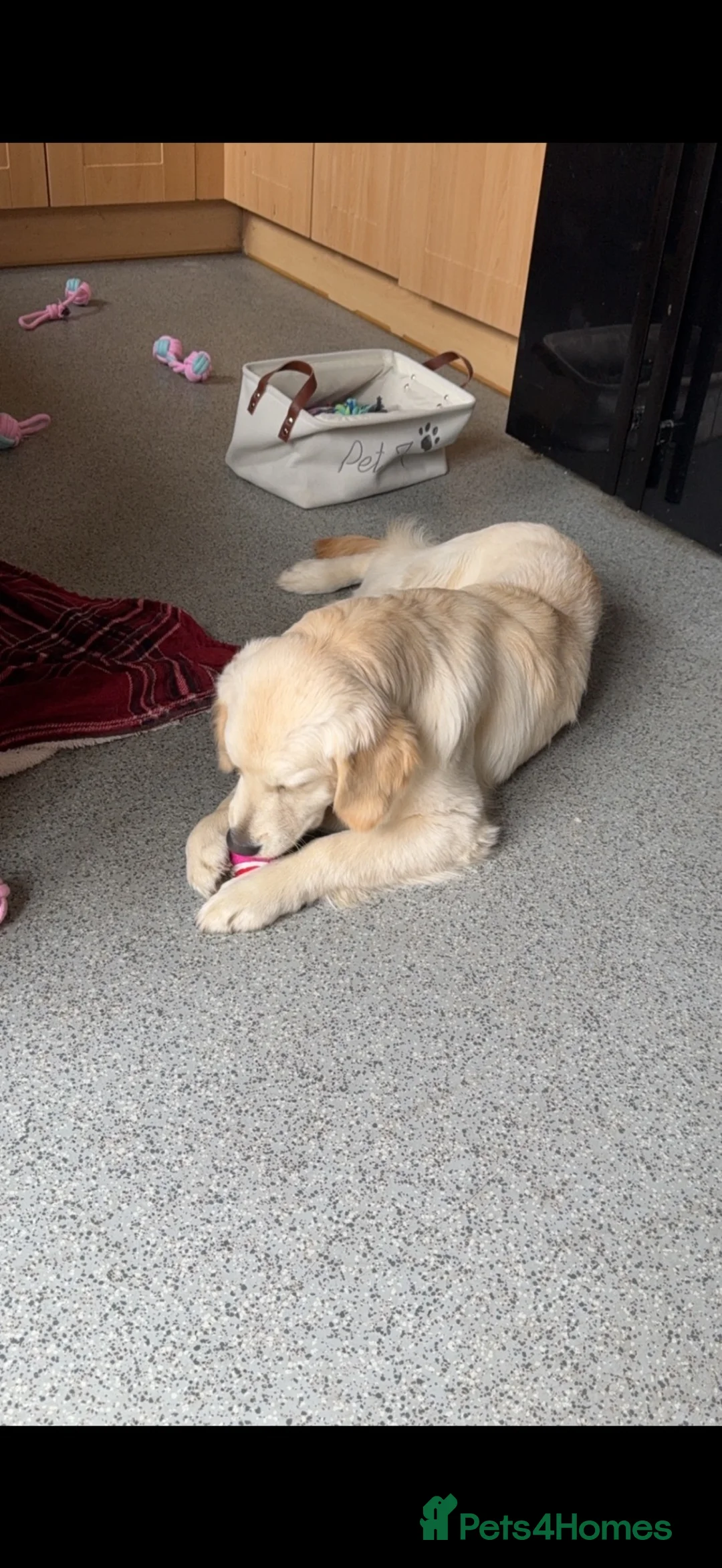 Golden Retriever dogs for sale: KC Registered Golden Retriever Female in Redditch - Advert 5