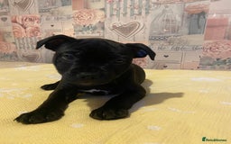 Staffordshire Bull Terrier dogs for sale: Beautiful Staffordshire bull terrier puppy’s  - Image 24