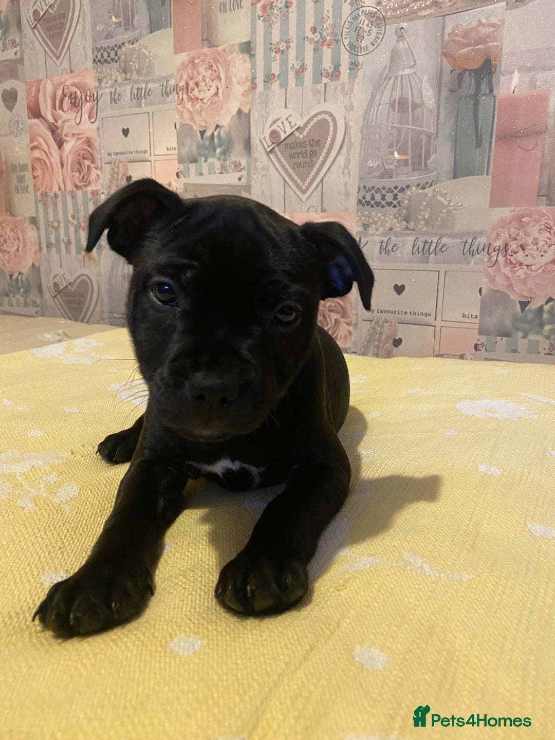 Staffordshire Bull Terrier dogs for sale: Beautiful Staffordshire bull terrier puppy’s  - Image 24