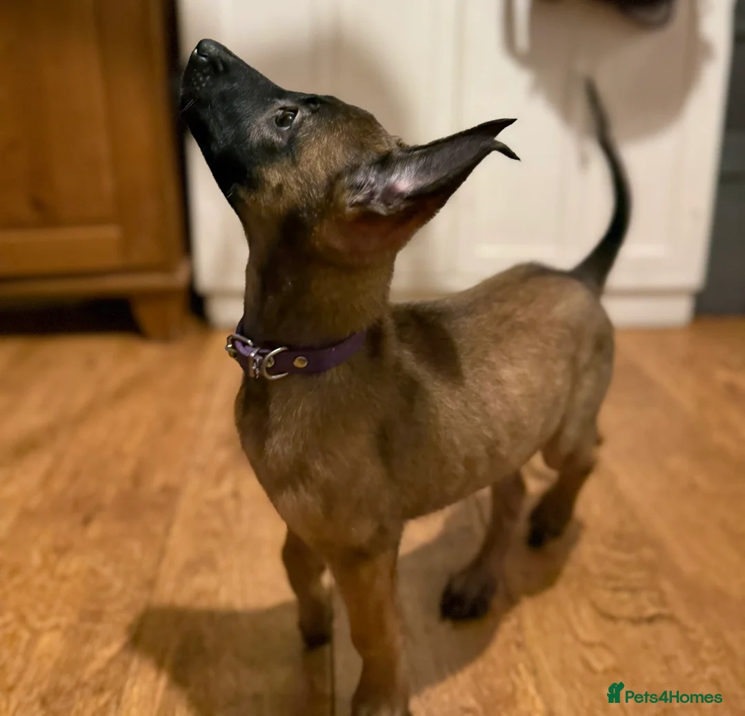 Belgian Shepherd Dog dogs for sale: TOP QUALITY Belgian Malinois Puppies - Advert 11