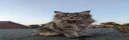 Maine Coon cats for sale: Maincoon cross 4 years - Lewi in Woking - Advert 1