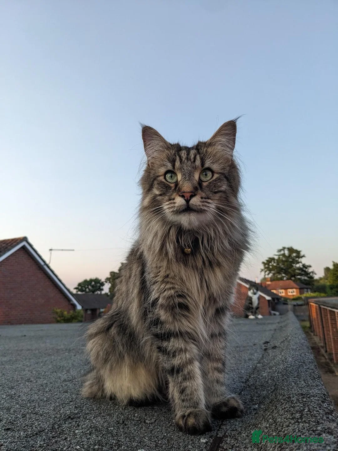 Maine Coon cats for sale: Maincoon cross 4 years - Lewi in Woking - Advert 1