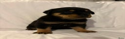 Rottweiler dogs for sale: Stunning Rottweiler puppies - Advert 28