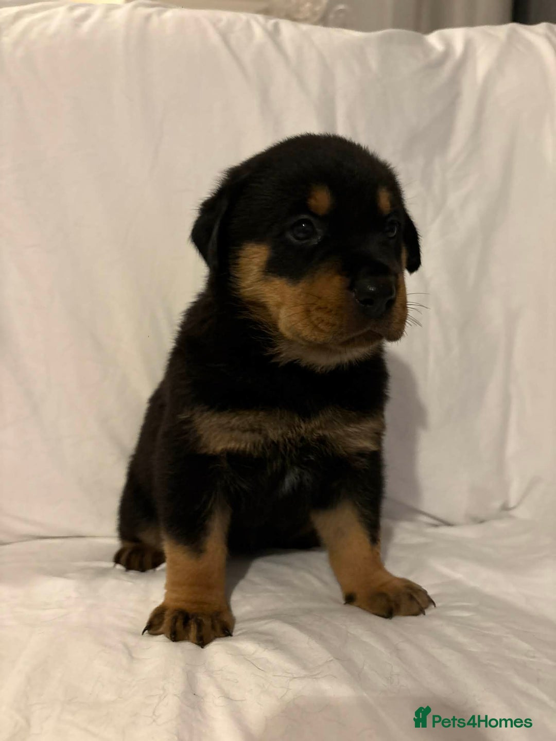 Rottweiler dogs for sale: Stunning Rottweiler puppies - Advert 28