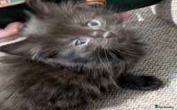 Mixed Breed cats for sale: Stunning b&w tuxedo girl - Image 9