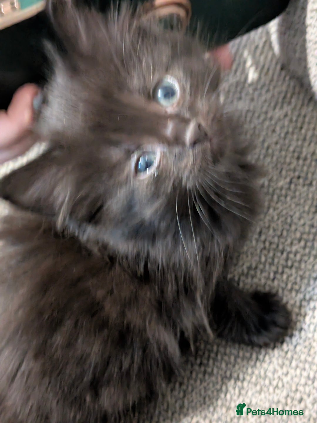 Mixed Breed cats for sale: Stunning b&w tuxedo girl - Image 9