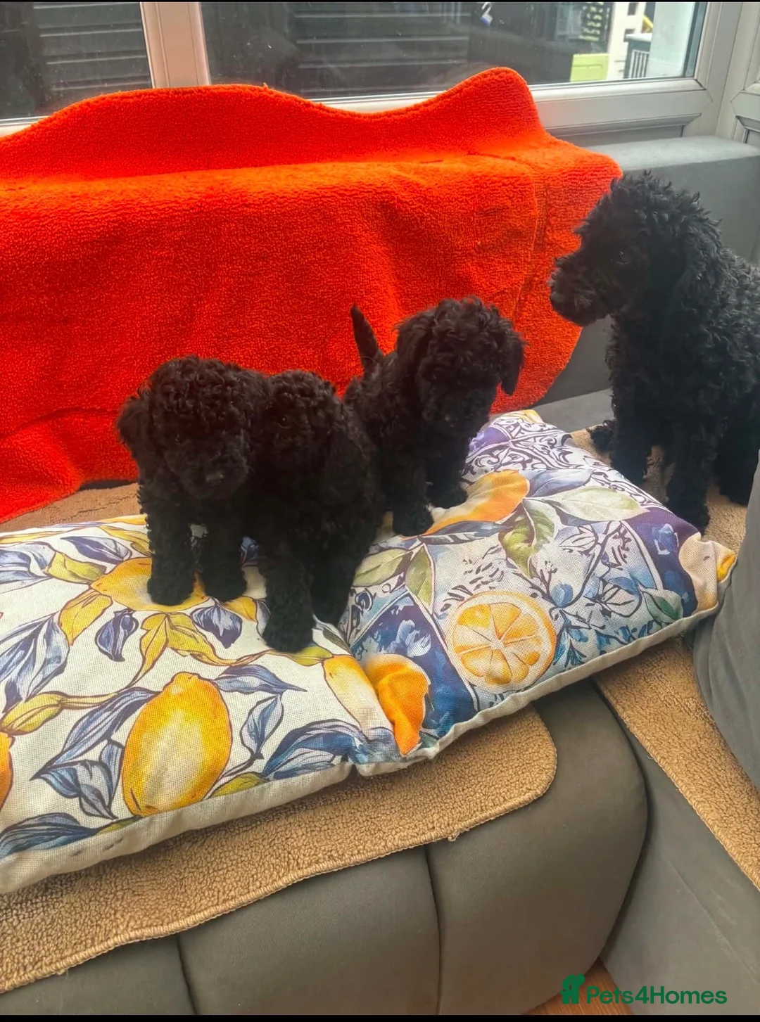 Toy Poodle dogs for sale: 3 black toy poodles  - Advert 1