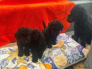 Toy Poodle dogs 3 black toy poodles - Advert 2