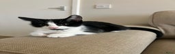 Domestic Shorthair cats for sale: Beautiful Tuxedo Kitten  - Advert 3