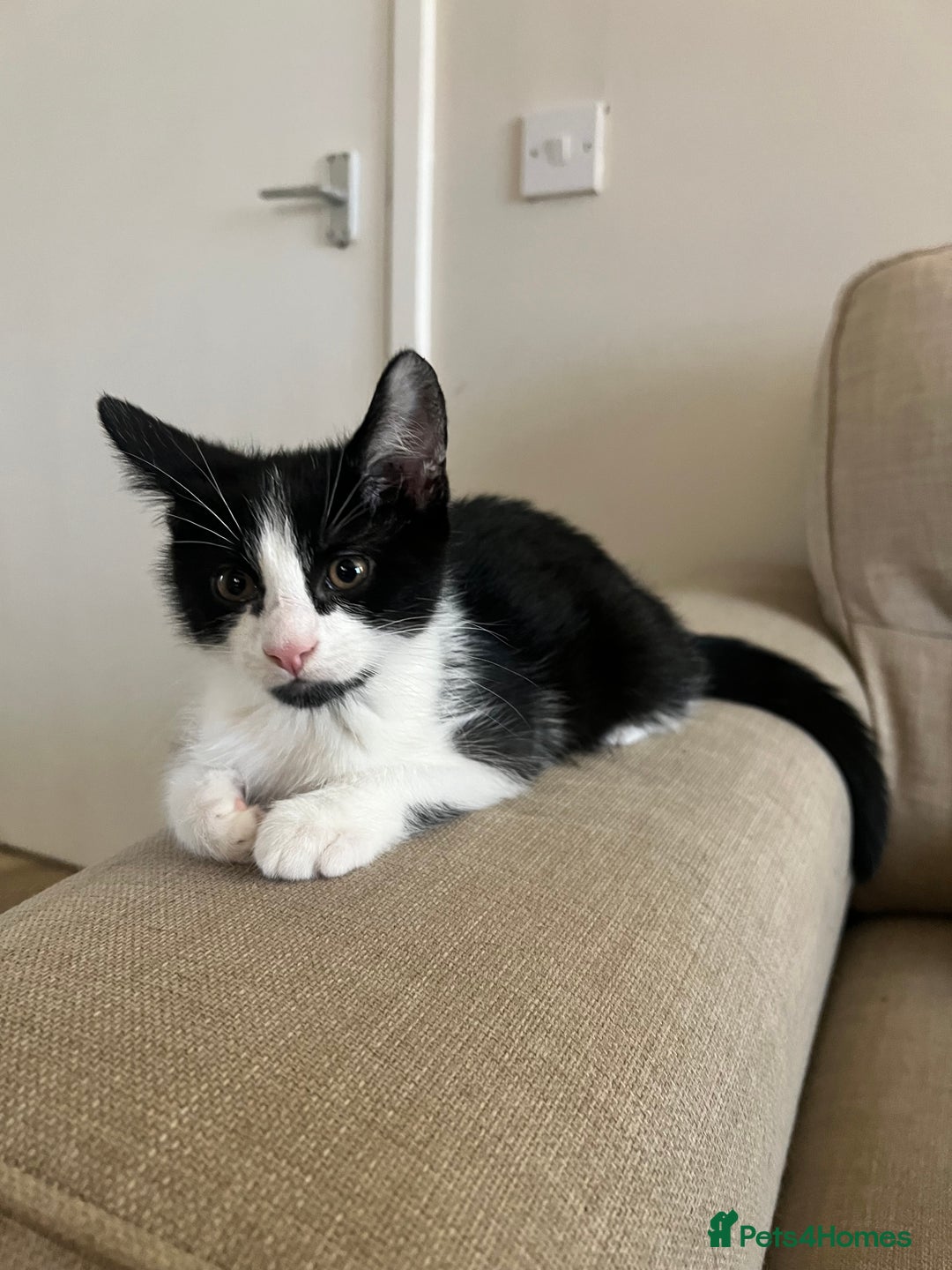 Domestic Shorthair cats for sale: Beautiful Tuxedo Kitten  - Advert 3