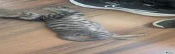 Mixed Breed cats for sale: Maine Coon cross Black Bengal  - Advert 17