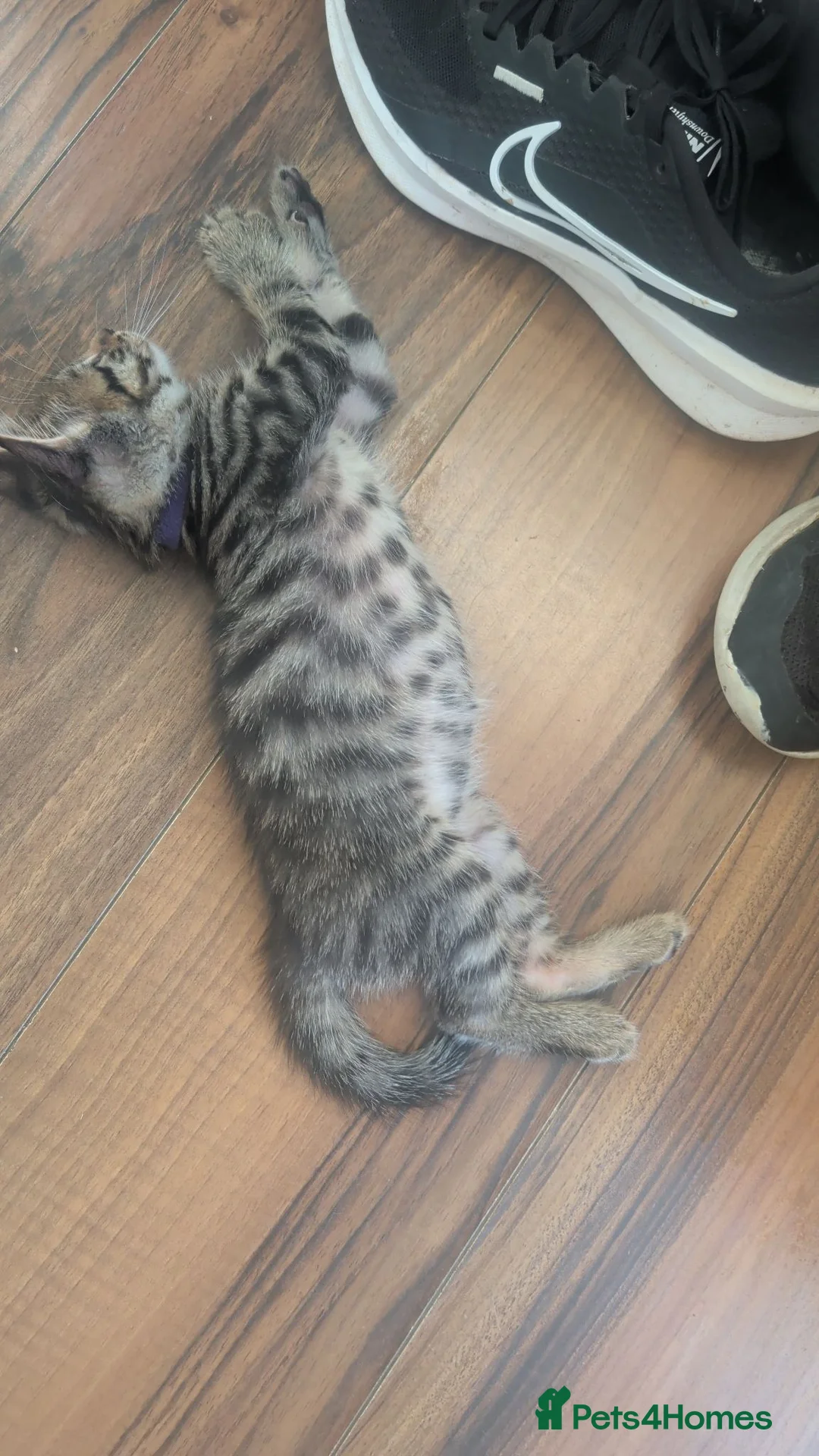 Mixed Breed cats for sale: Maine Coon cross Black Bengal  - Advert 17
