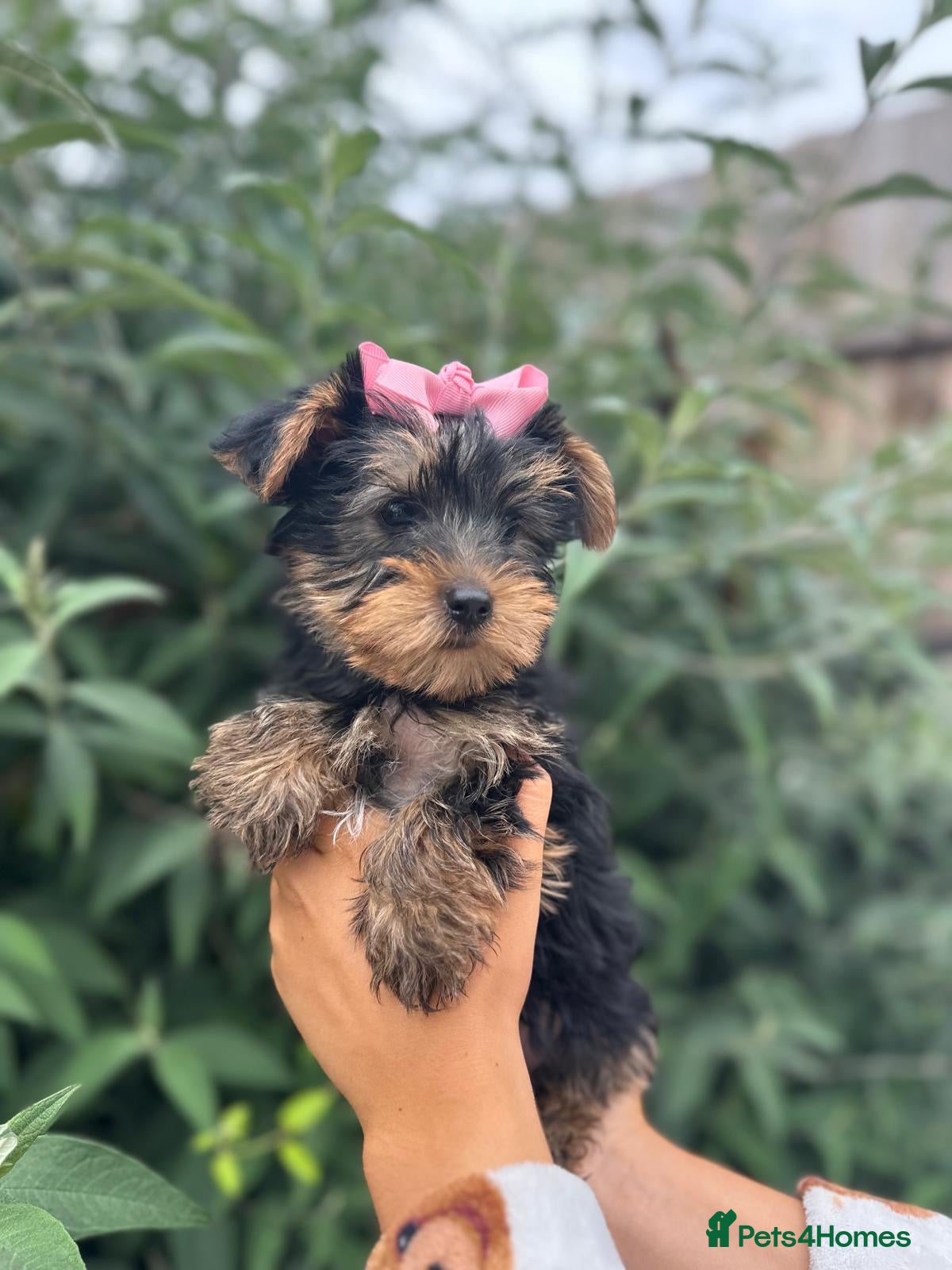 Yorkshire Terrier dogs Beautiful Yorkshire terrier puppy’s ready now - Advert 3