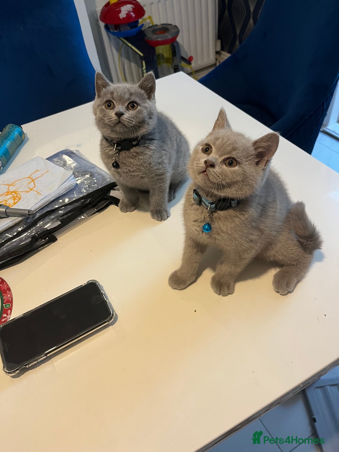 British Shorthair cats for sale: Beautiful  lilac and blue kittens 2 boys 1 girl - Image 24
