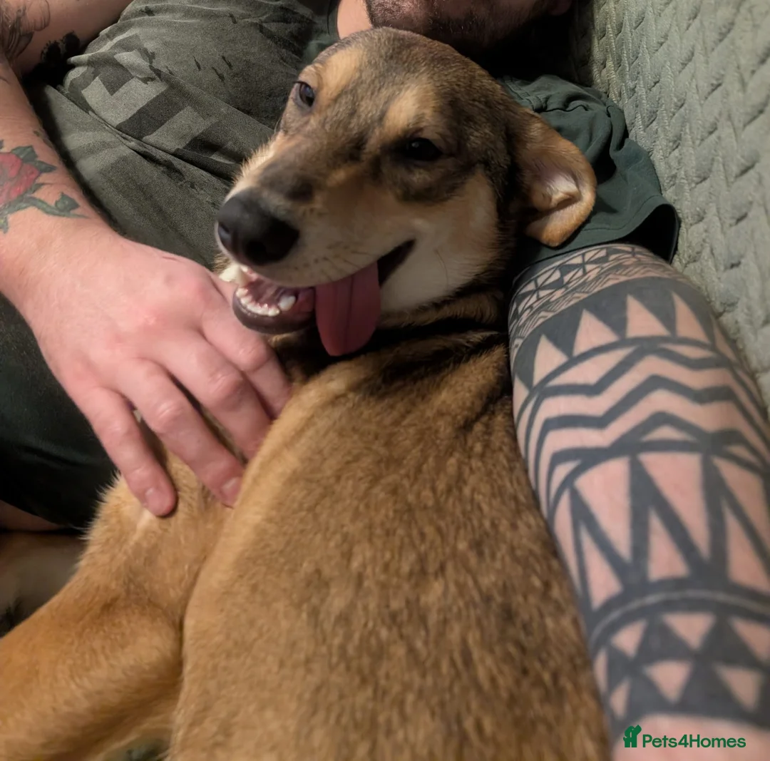 Mixed Breed dogs for adoption: URGENT:❤️DIANA❤️Social Loving 8 month old girl - Advert 8