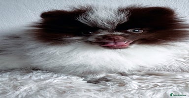 Pomeranian dogs - Advert 13
