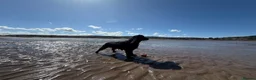 Cocker Spaniel dogs for stud: Show Cocker to Stud in Tiverton - Advert 3