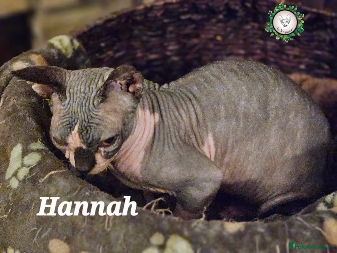 Sphynx cats for sale: Beautiful Canadian Sphynx Champion father line ❤️  - Advert 13