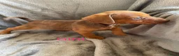 Jackshund dogs for sale: 8 beautiful miniature Jack Russell’s  - Advert 24