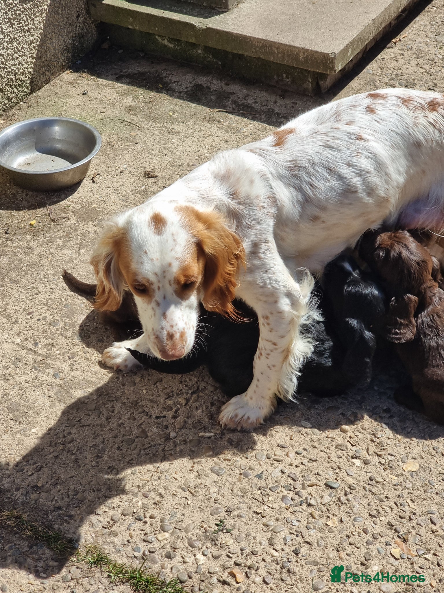 Cocker Spaniel dogs for sale: Cocker pup Molly is ready now  - Advert 8
