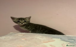 Bengal cats for sale: Bengal x Ragdoll Kittens - Advert 8