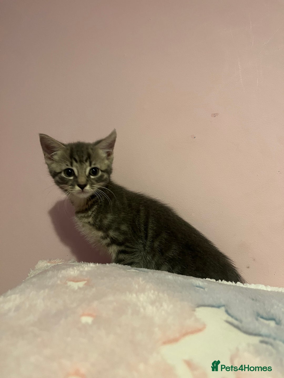 Bengal cats for sale: Bengal x Ragdoll Kittens - Advert 8