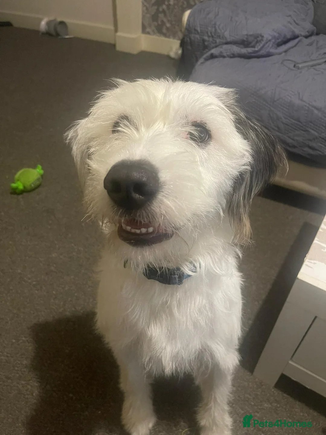 Labrador Retriever dogs for sale: It’s my cute kody  in Accrington - Advert 4