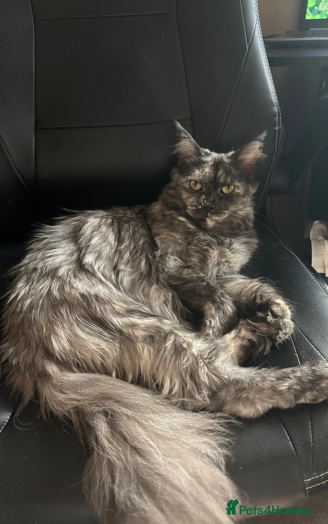 Maine Coon cats for sale: Maine coon for sale  in Wellingborough - Advert 2