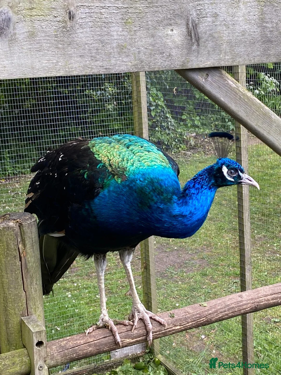 Peafowl poultry for sale: Peacock - Indian Blue in Worcester - Advert 5