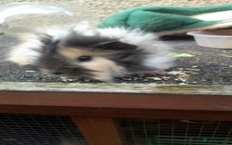 Guinea Pig rodents for sale: Male guinea pigs - Image 1