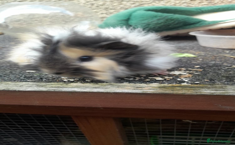 Guinea Pig rodents - Advert 1