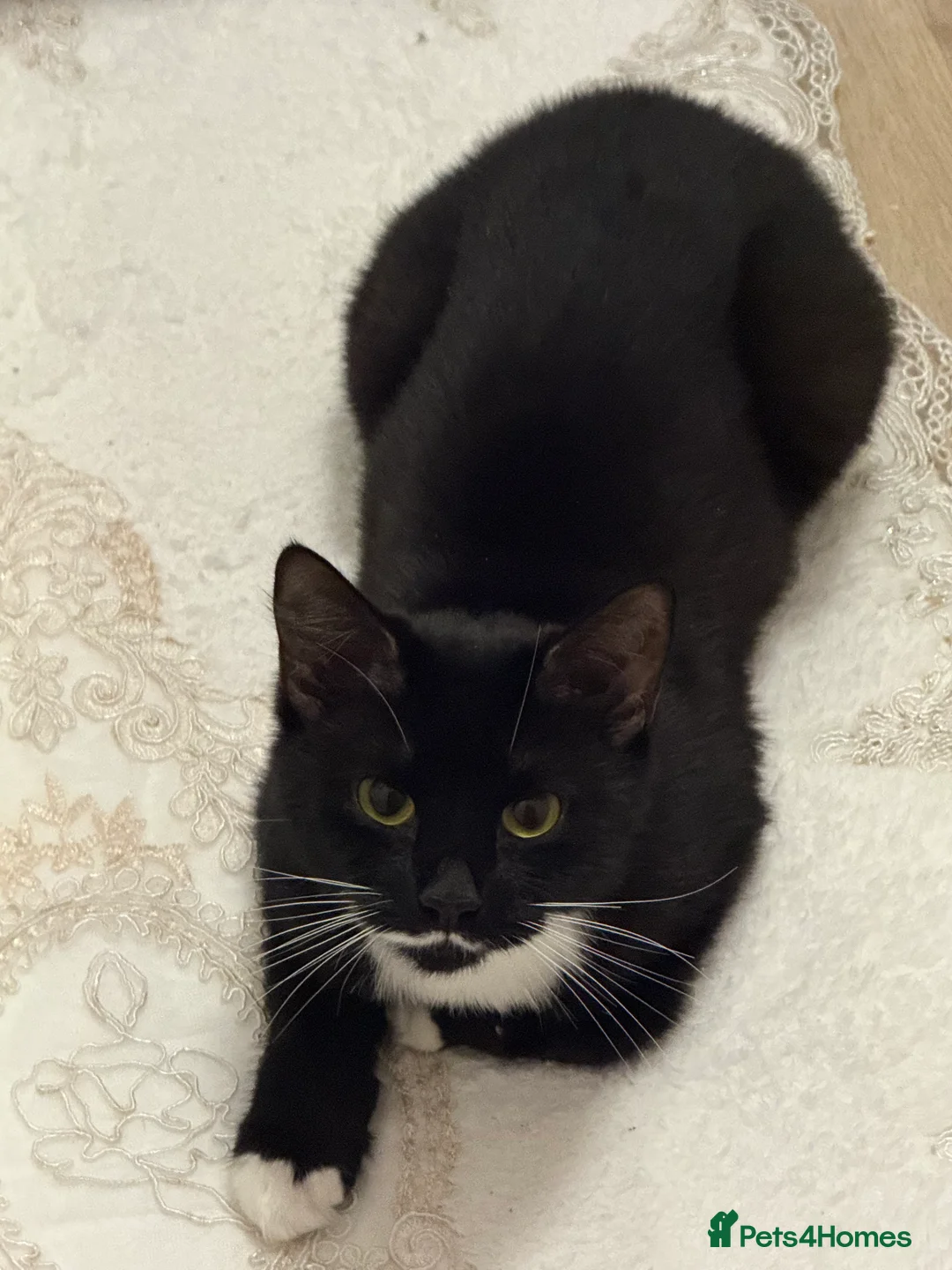 Domestic Shorthair cats for sale: Female cat Bambi - Advert 2