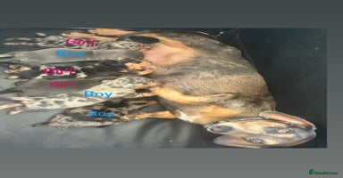 Dachshund dogs - Advert 2
