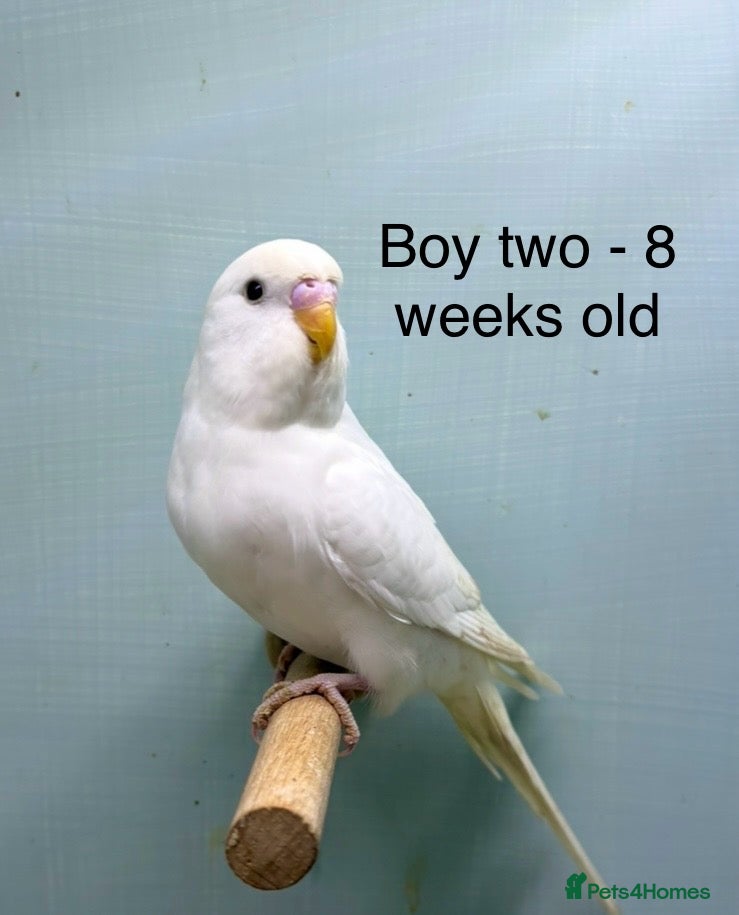 Budgerigars birds Stunning 8 week old baby budgies  - Advert 3