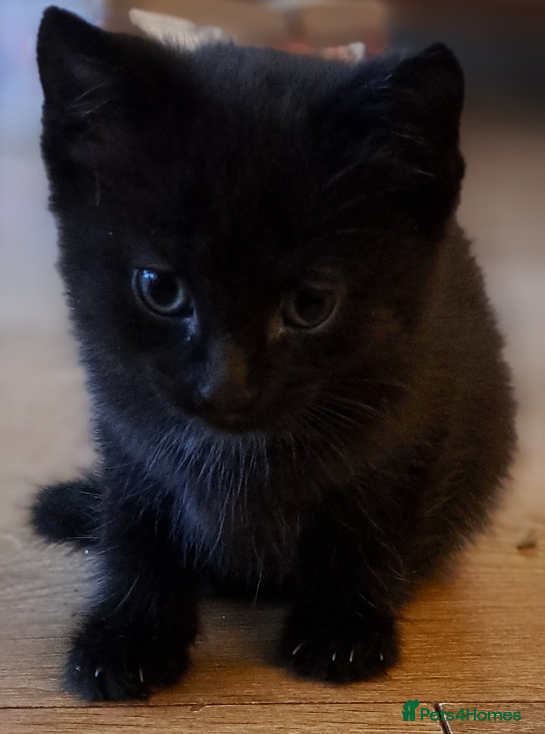 Mixed Breed cats for sale: Gorgeous Cross Kittens 🌟 - Advert 18