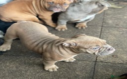 Dorset Olde Tyme Bulldogge dogs for sale: Pups for sale - Image 6