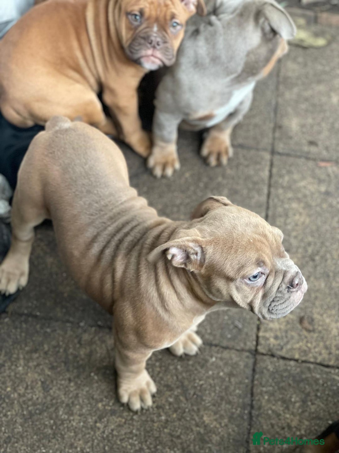 Dorset Olde Tyme Bulldogge dogs for sale: Pups for sale - Image 6