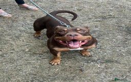 American Bully dogs for sale: Abck Pocket bully  - Image 1