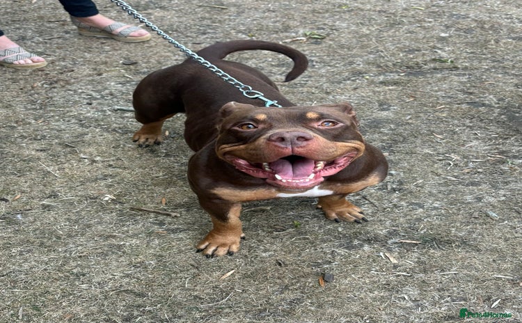 American Bully dogs - Advert 1