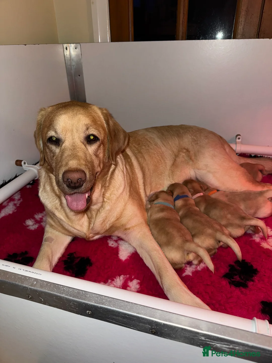 Labrador Retriever dogs for sale: Show Quality Yellow Labrador Puppies - Advert 12