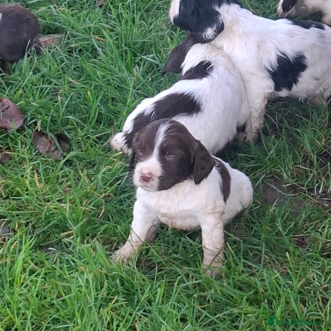 Sprocker dogs for sale: Sprocker Spaniel Puppies - Advert 5