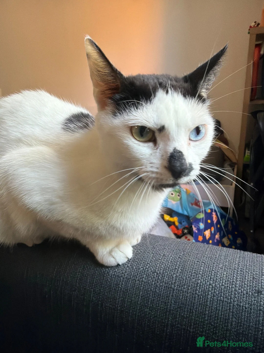 Mixed Breed cats for sale: 2 cats available for adoption  - Advert 2