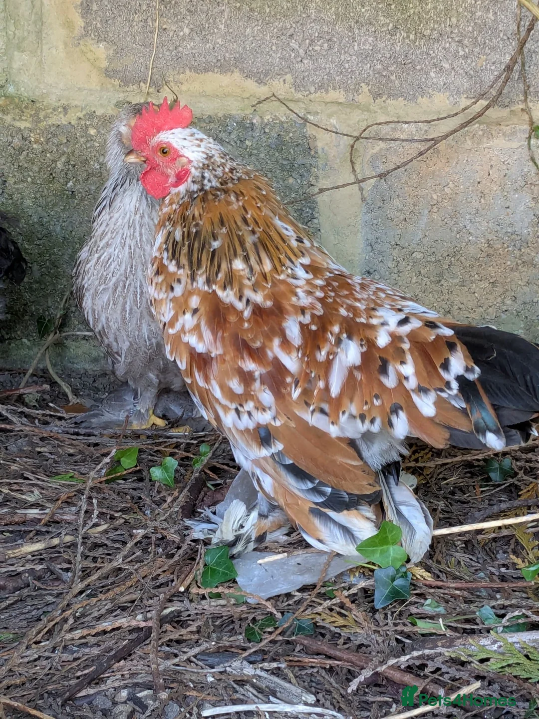 Chickens poultry for sale: FREE - Beautiful Pekin Bantam - tame in Stroud - Advert 3